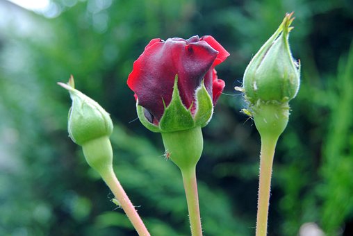 Free Rose Flower photo and picture
