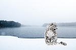 snow leopard, leopard, irbis