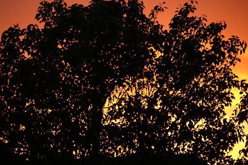 Free Tree Silhouette photo and picture