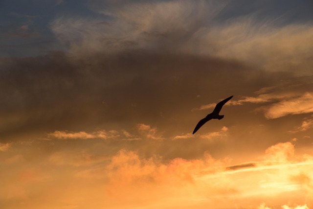 Free Background Sky photo and picture