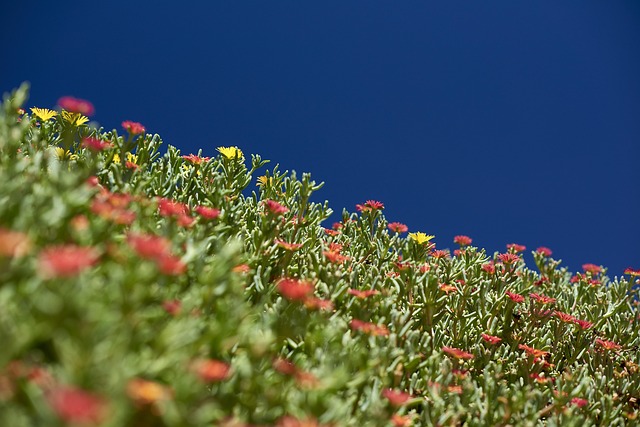 Free Flower Blossoms photo and picture