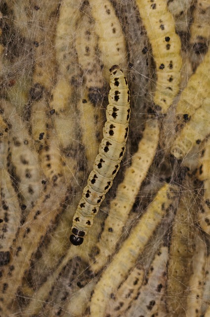 Free Caterpillars Close Up photo and picture