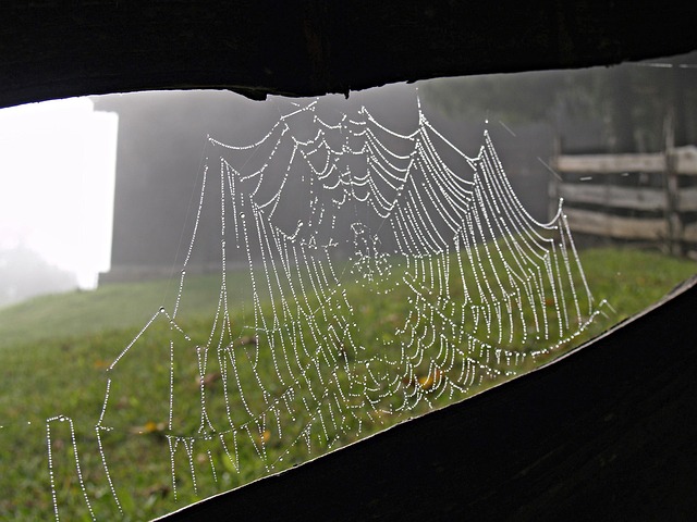 Free Spider Web Alps photo and picture