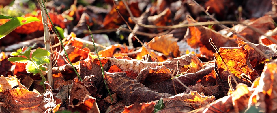 Fall Leaves Autumn Color - Free photo on Pixabay - Pixabay