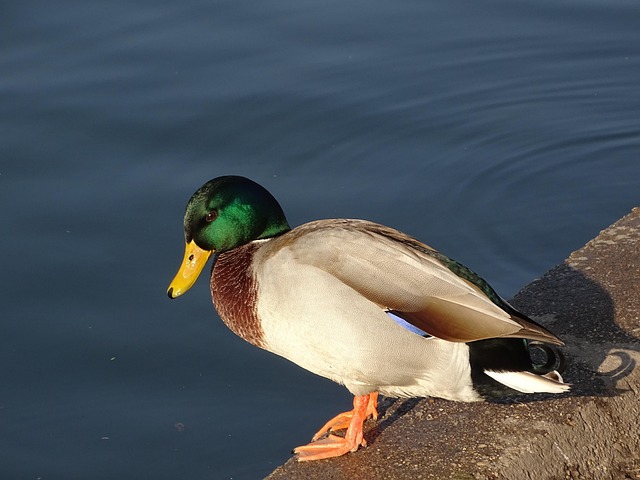 Patos Selvagens, Pato, Retrato De Animal