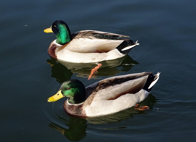 Patos Selvagens, Pássaro Aquático, Ave