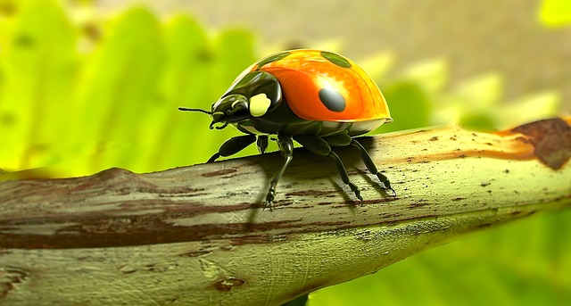 Free ladybug beetle lucky charm illustration