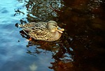 duck, bird, water bird