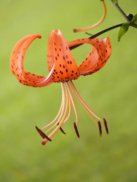 Blume, Tiger Lilly, Blüte, Einzel