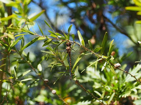 Free Dragonfly Bug photo and picture