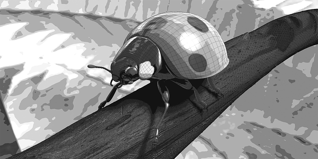 Free bug beetle ladybug illustration
