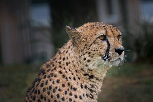 Free Cheetah Zoo photo and picture