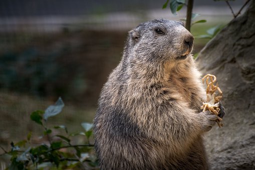 Free Marmot Bavaria photo and picture