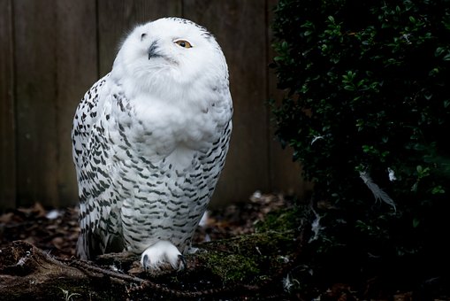 Free Snowy Owl Owl photo and picture
