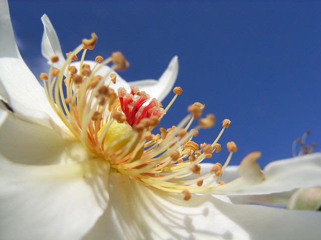Free Rose White photo and picture