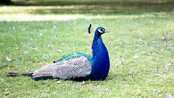 Free Peacock Bird photo and picture
