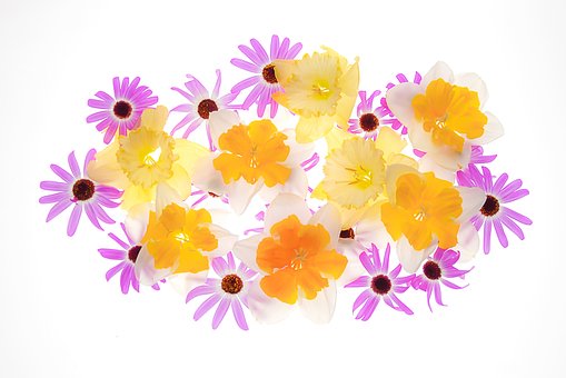 Free Flowers Yellow Flowers photo and picture