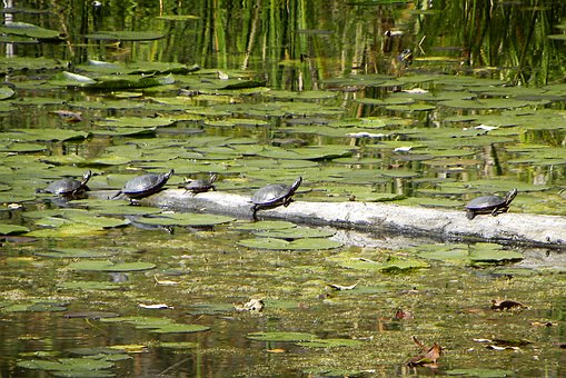 Free Turtles Lily Pads photo and picture