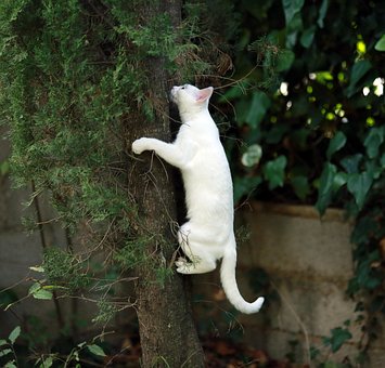 Free Animal Fart photo and picture