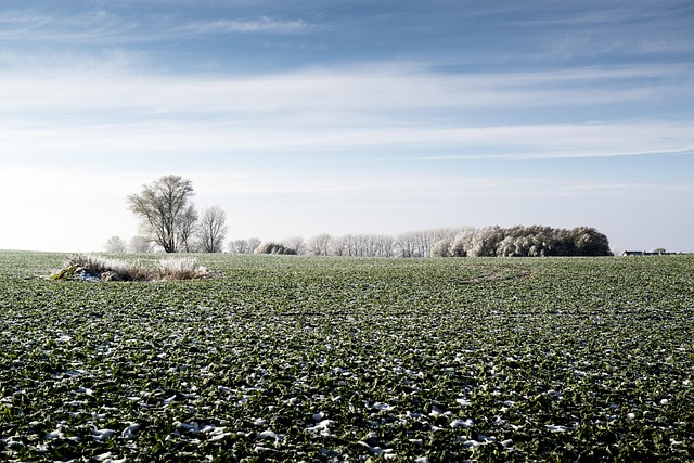 Veld, Oogst, Natuur, Landbouw, Koud