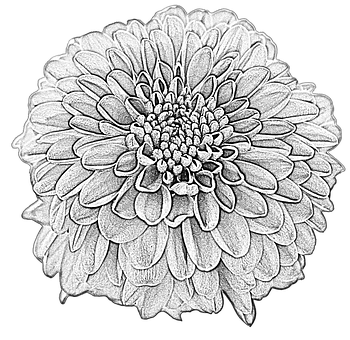 Dahlia, Tekening, Bloesem, Bloem