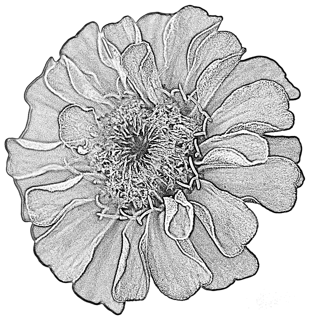 Dahlia, Tekening, Bloem, Bloesem