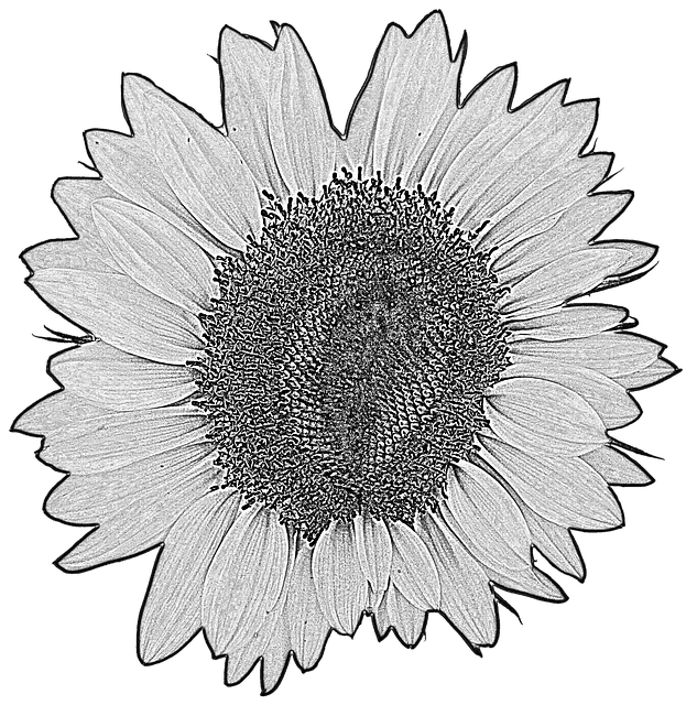 Zonnebloem, Bloem, Bloesem, Tekening