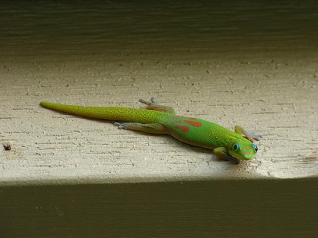 Free Lizard Animal photo and picture