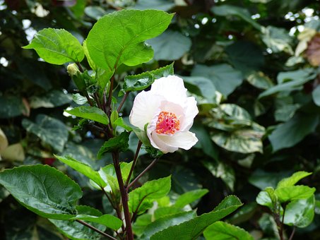 Free Flower Nature photo and picture