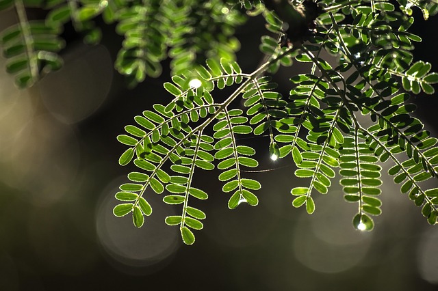 とげの木 新たな成長 夏 - Pixabayの無料写真 - Pixabay