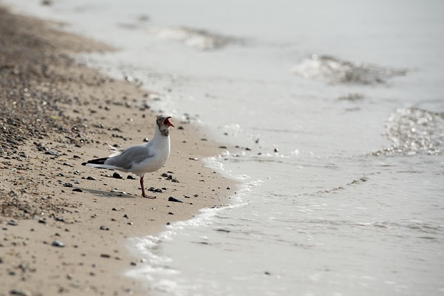 Meeuw, Strand, Water, Oostzee, Vogel