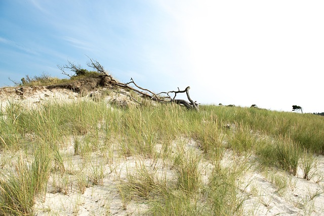 Oostzee, Boom, Strand, Hemel, Wolken