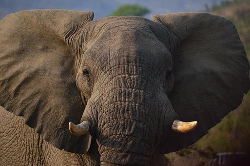 Free Elephant Africa photo and picture