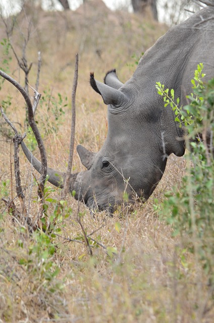 Free Rhino Africa photo and picture