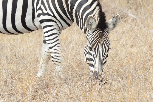 Free Zebra Africa photo and picture