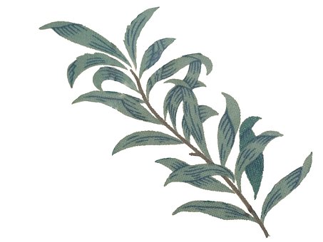 Blatt, Pflanze, Natur, Laub, Gezeichnet