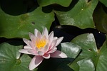 nenuphar, pink, basin
