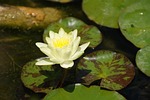 nenuphar, yellow, flower
