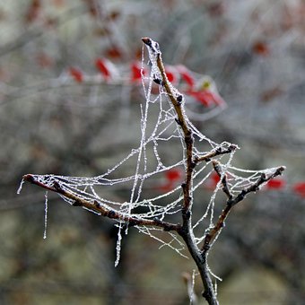 Заморозка. Часть 2. Машинка для удаления косточек, овощи, листья салата.