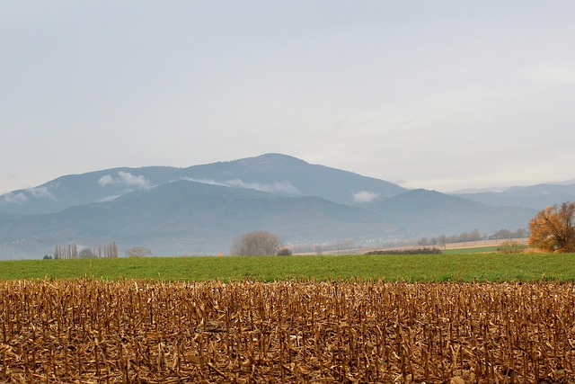 Free Field But photo and picture