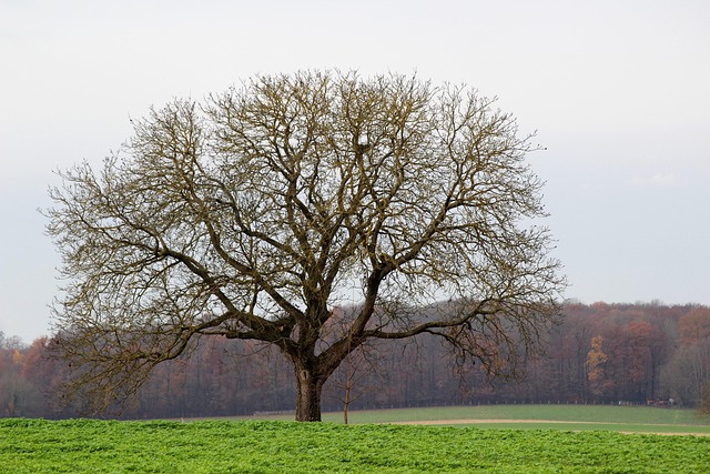 Free Tree Field photo and picture