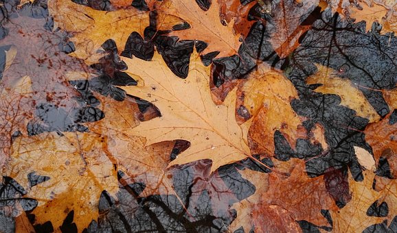 Free Fall Leaves photo and picture