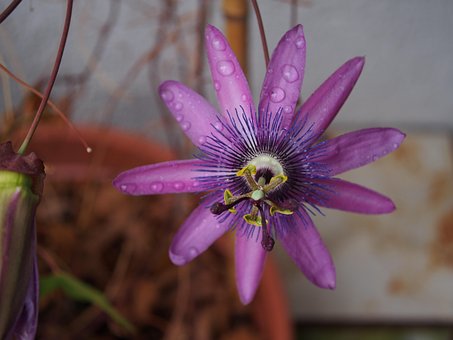 Free Passion Flower Blossom photo and picture