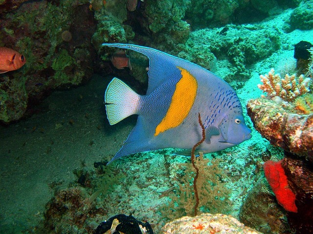 arabian angelfish, fish, ocean, coral, angelfish, arabian, angelfish, angelfish, angelfish, angelfish, angelfish