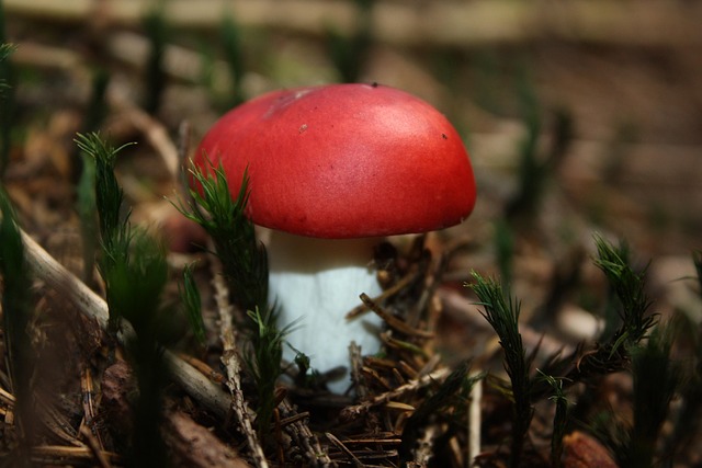Free Mushroom Autumn photo and picture