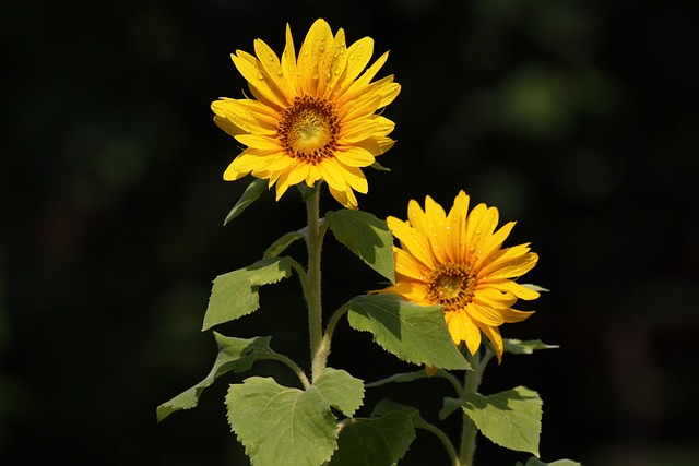 Free Sunflower Flower Wallpaper photo and picture