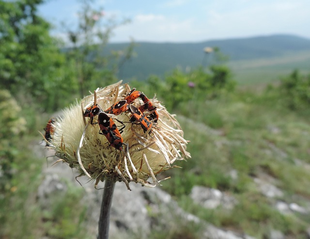 Free Nature Insects photo and picture