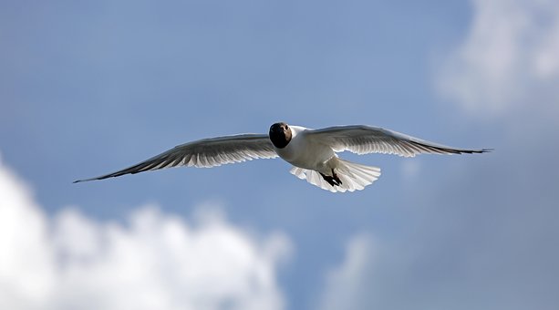 Free Seagull Bird photo and picture