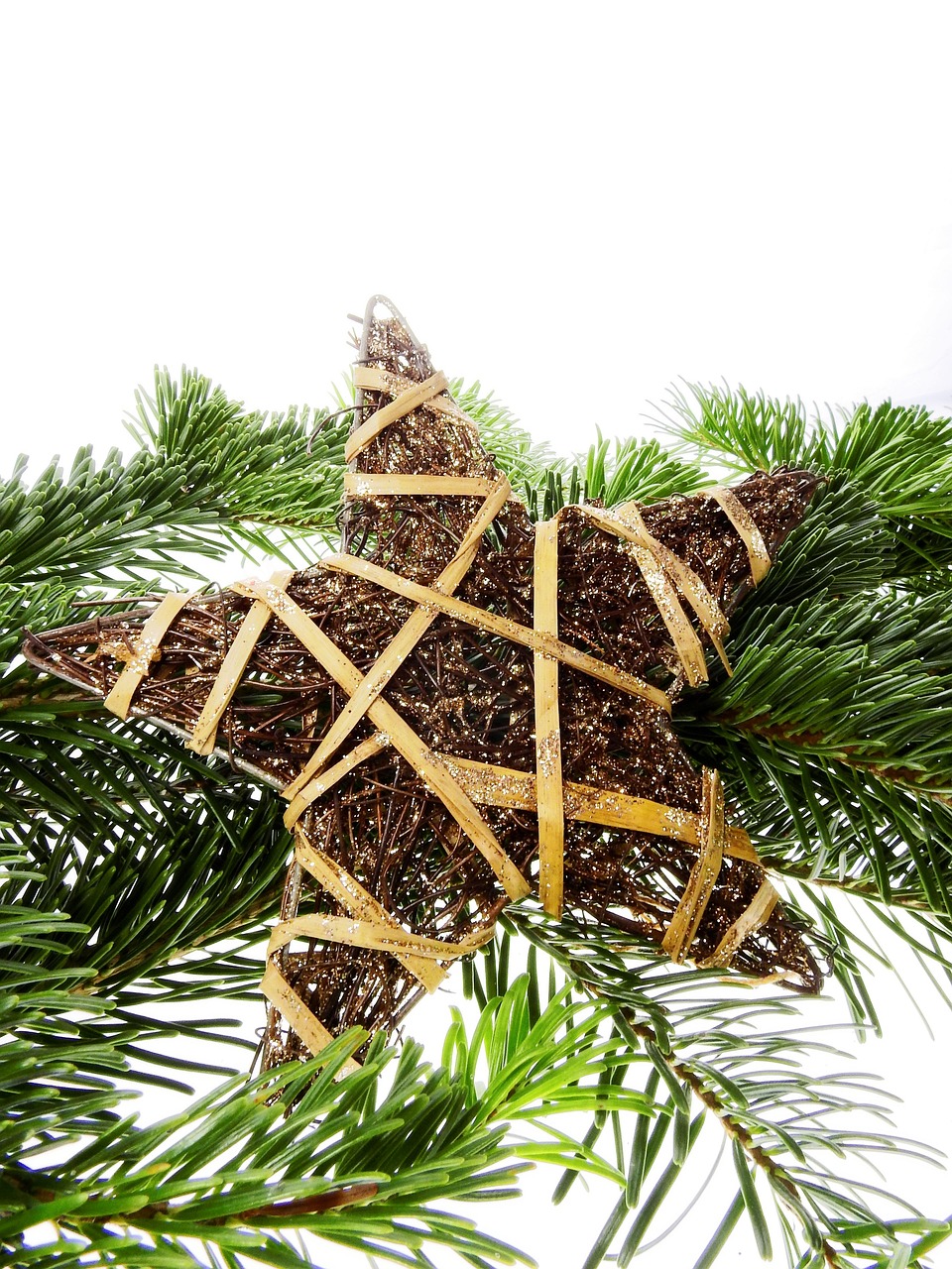 Fir Tree Conifer Christmas Free photo on Pixabay Pixabay