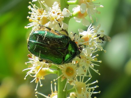 Free Rose Beetle Beetle photo and picture